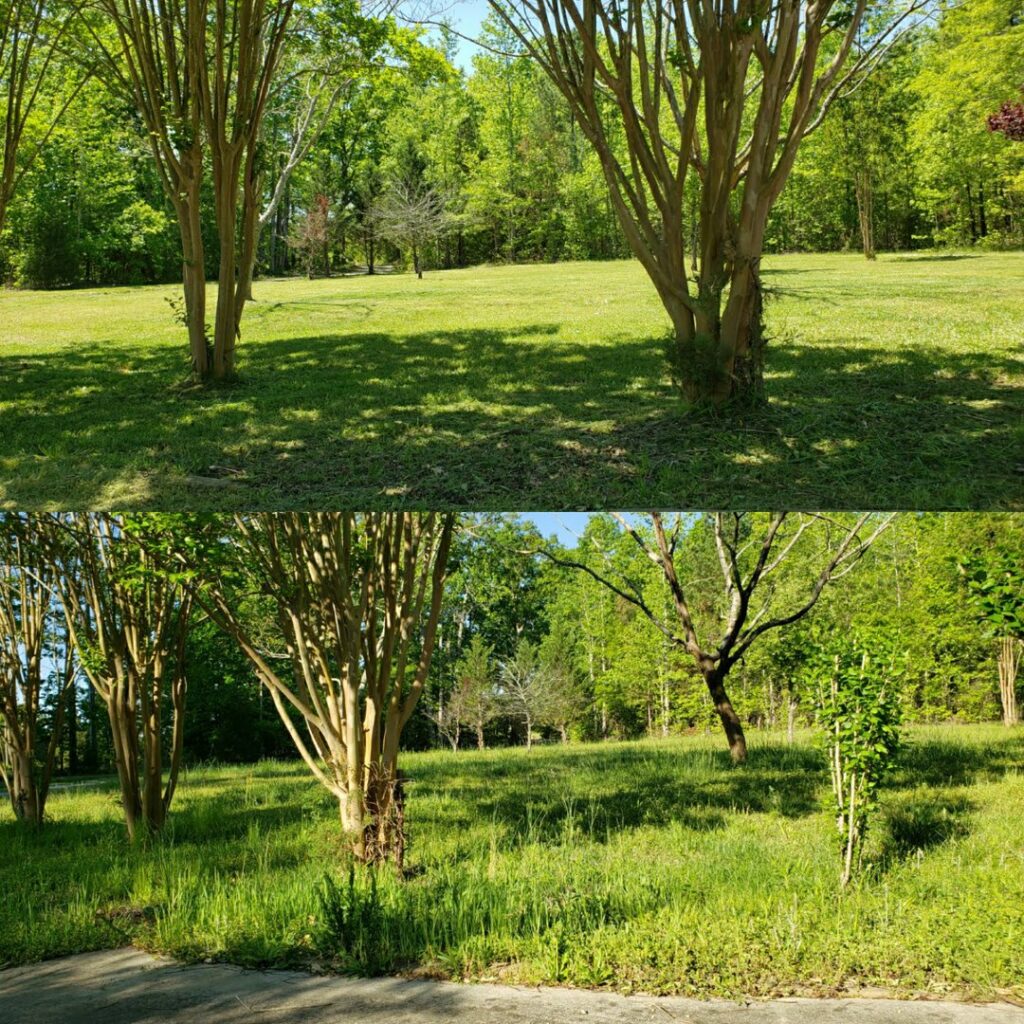 Before and after photos of a grassy area with trees, demonstrating professional lawn mowing by Liberty LAWN Care in Sumter, SC.