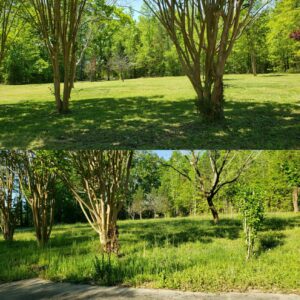 Before and after photos of a grassy area with trees, demonstrating professional lawn mowing by Liberty LAWN Care in Sumter, SC.