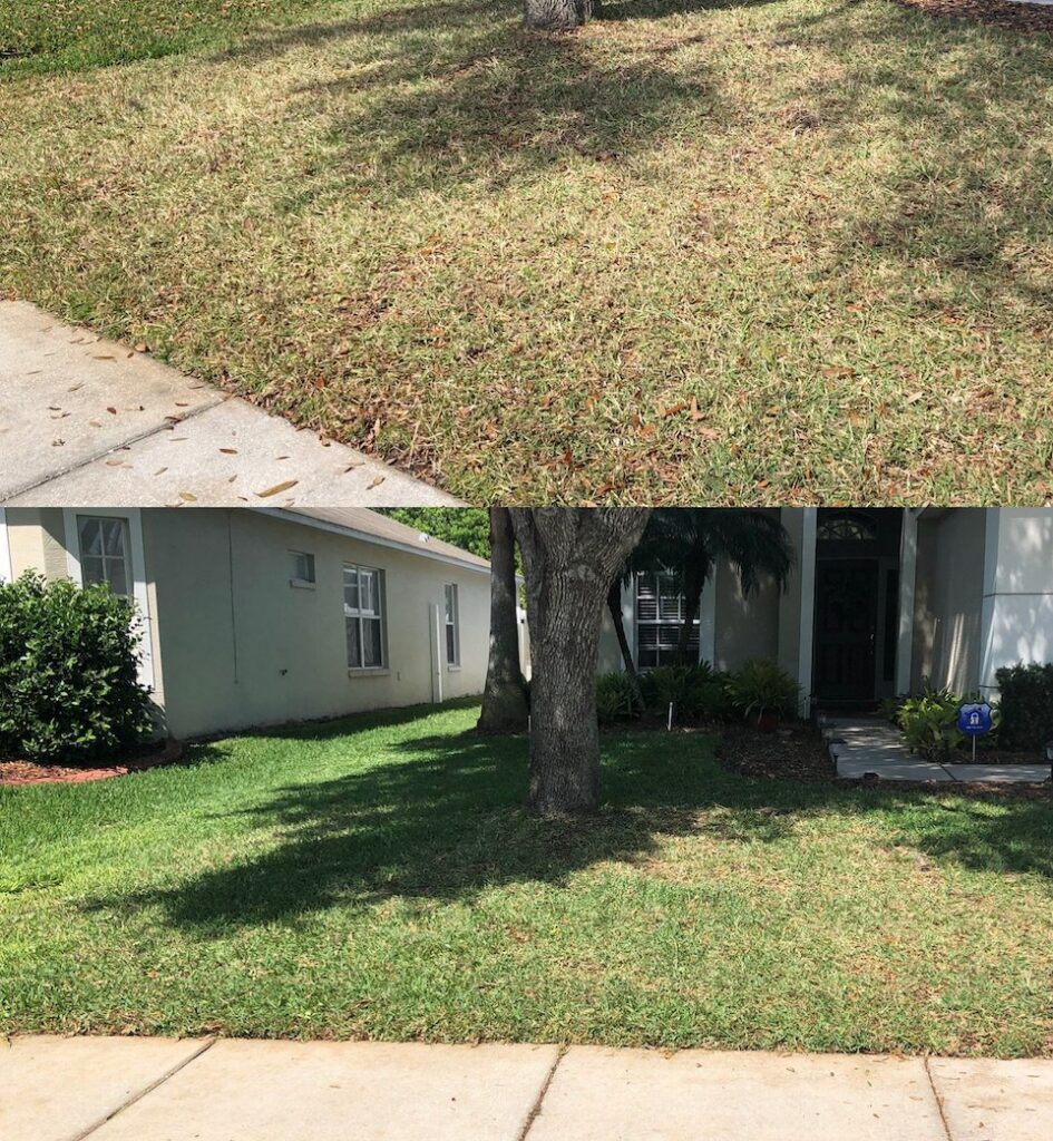 Before and after view of a lawn showing improvement after pest and disease control by Grass Monkey Pest Control in Tampa, FL.