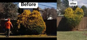 Before and after comparison of a large shrub expertly trimmed by a worker, showcasing services from Parks' Lawn Care in Hagerstown, MD.