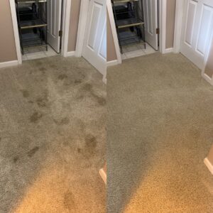 Before and after view of a stained carpet expertly cleaned by Evansville Kwik Dry Total Cleaning in Evansville, IN.