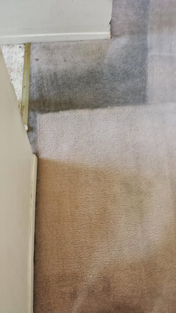 A 'Before' image of a dirty carpet with cleaning equipment visible, by United Carpet Cleaning in Taylorsville, UT.