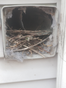 A bird's nest built inside an exterior dryer vent, showing a wildlife removal need by AccuPest Pest Control in Waterbury, CT.