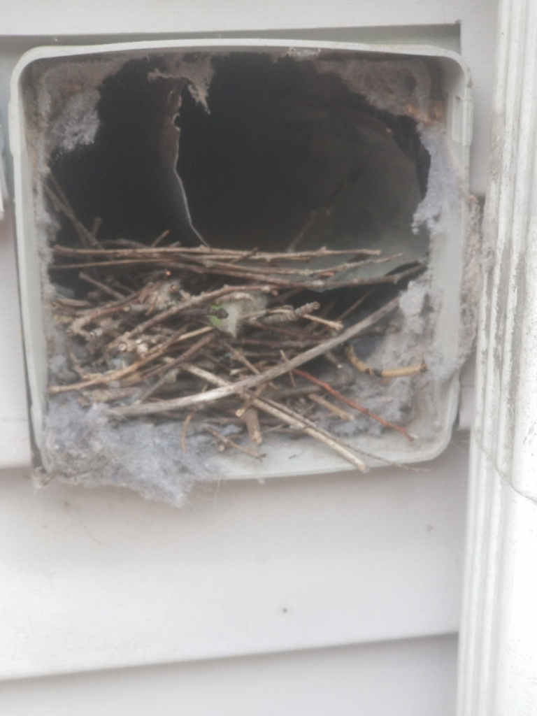 A bird's nest built inside an exterior dryer vent, showing a wildlife removal need by AccuPest Pest Control in Waterbury, CT.