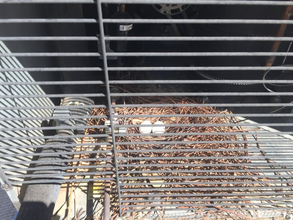 A bird's nest with eggs found inside an HVAC unit, a common wildlife problem addressed by Pigeon Control Phoenix AZ in Glendale, AZ.