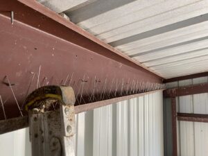 Bird spikes installed on a metal beam inside a building, demonstrating bird control by No Moore Pests in Pueblo, CO.