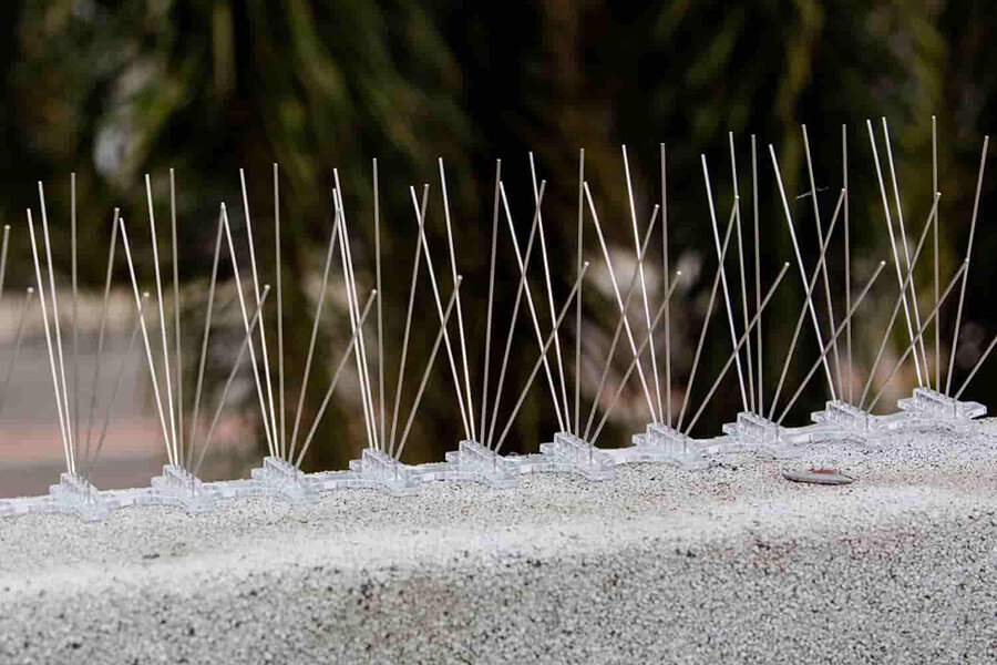 Bird spikes installed on a building ledge to prevent pigeons from perching, a solution from Pigeon Control Phoenix AZ in Glendale, AZ.