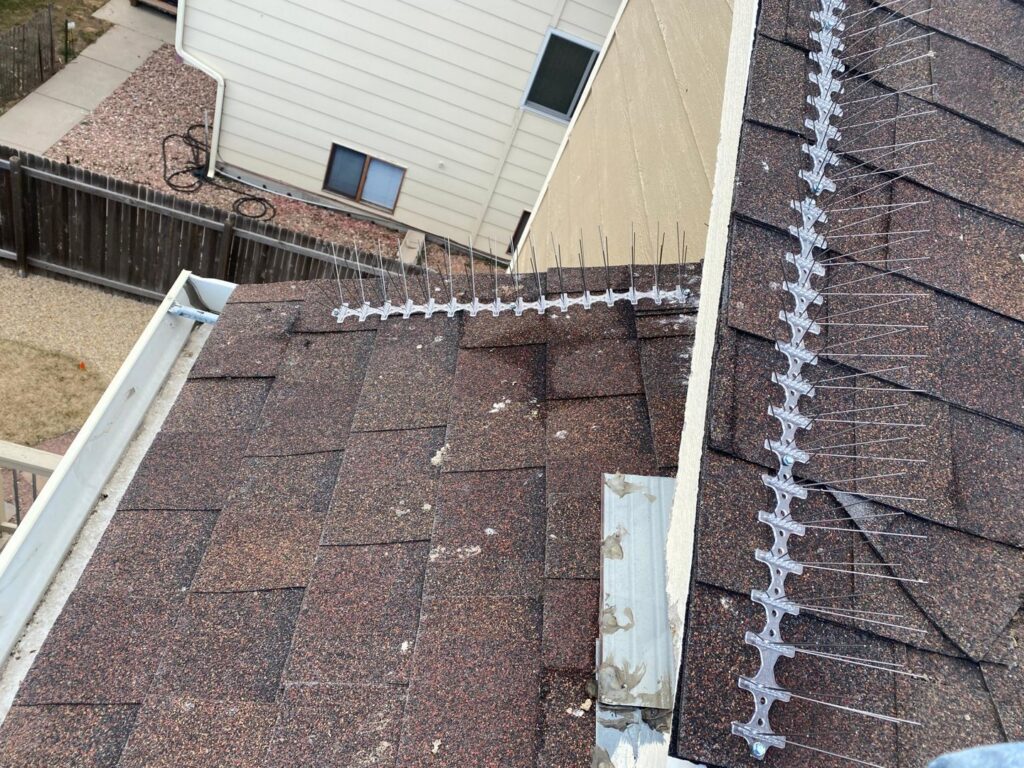 Bird spikes installed along a roof edge and gutter, demonstrating bird control by No Moore Pests in Pueblo, CO.