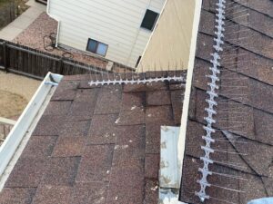 Bird spikes installed along a roof edge and gutter, demonstrating bird control by No Moore Pests in Pueblo, CO.