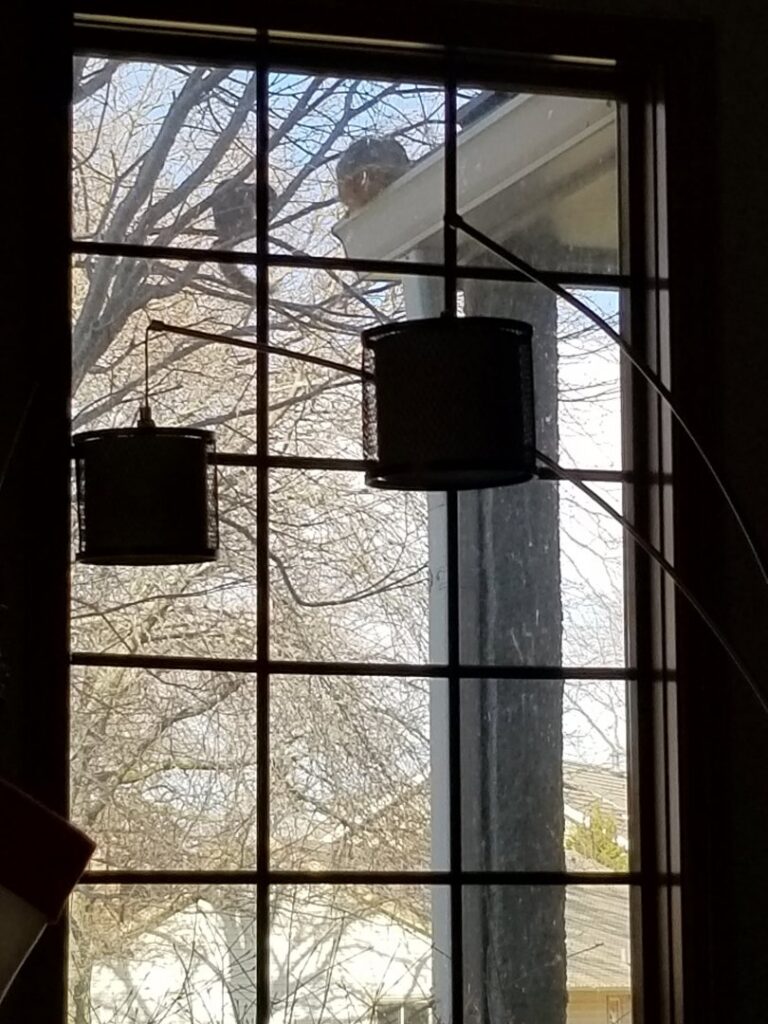 A bird or squirrel nest visible in a gutter or eave from a window, indicating wildlife control needs for Critter Control of Omaha, NE