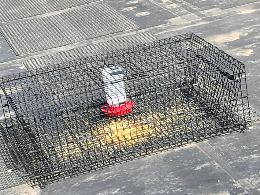 An empty bird trap with corn bait and a water dispenser set up on a rooftop by Pro Bird Control Tulsa, OK.