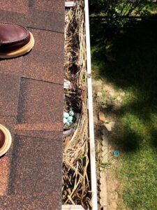 A bird's nest with blue eggs found in a house gutter, a common pest issue addressed by ARC Animal Removal & Control in Cincinnati, OH.