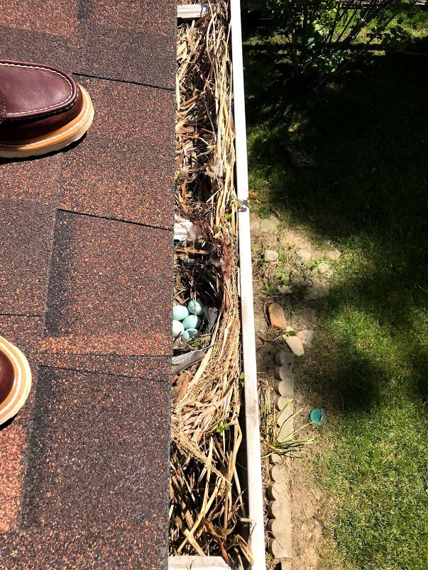 A bird's nest with blue eggs found in a house gutter, a common pest issue addressed by ARC Animal Removal & Control in Cincinnati, OH.
