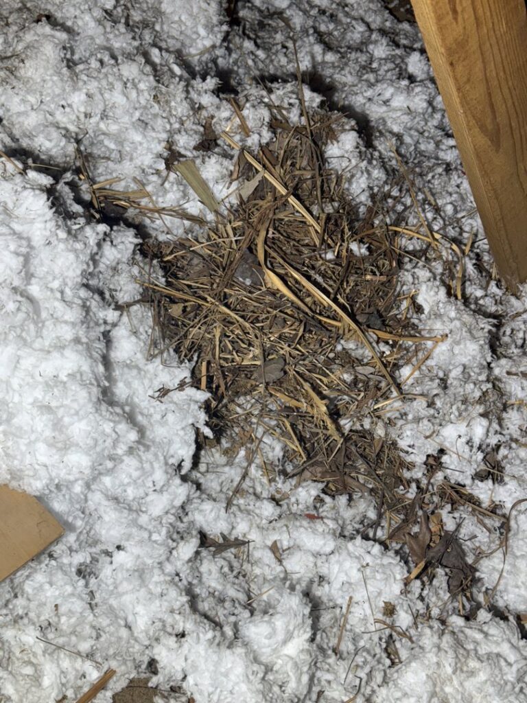 A bird's nest discovered in attic insulation, indicating a need for wildlife control services from Charm City Pest Control Solutions LLC in Baltimore, MD.