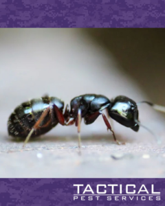 A close-up of a black ant, a common pest treated by Tactical Pest Services in McKinney, TX.