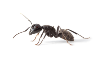 A close-up of a black ant, a common pest controlled by Valley Pest Control in Oshkosh, WI.