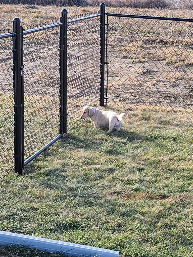 A black chain-link fence enclosure for a dog installed by American Fence Company of Columbus in Grand Island, NE.