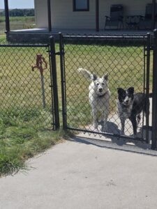 A close-up of a black chain-link fence gate with two dogs looking through, installed by Schumacher Fencing, LLC in Columbus, NE.