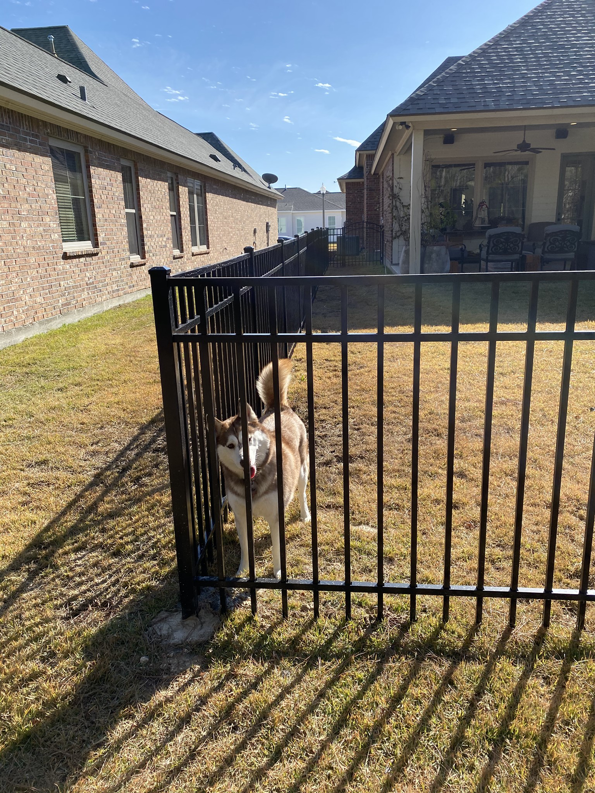 A newly installed black metal fence enclosing a backyard, featuring a dog, by Paragon Fence, LLC in Colorado Springs, CO.