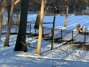 A black metal security fence installed in a snowy, wooded residential area by GoldHammer in Sebastopol, CA.