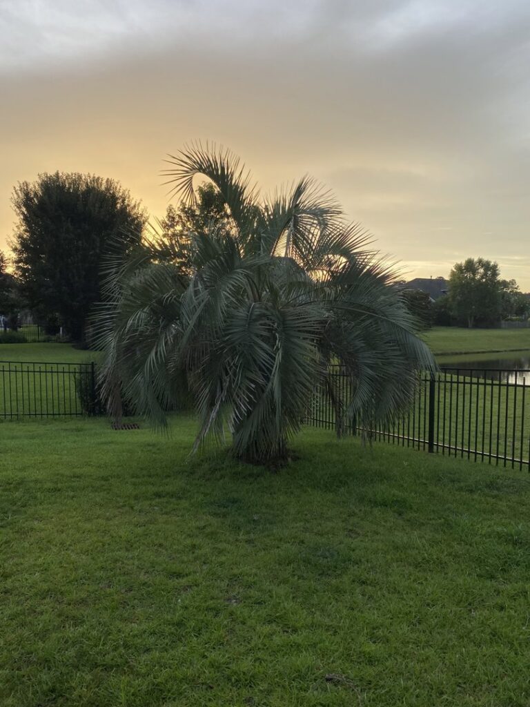 A black ornamental iron fence installed behind a palm tree by Crompton Fence Company in Charleston, SC.