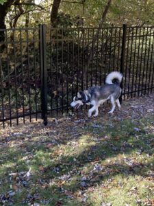 A black ornamental iron fence installed around a residential property by Cameron Fence Builders in Indianapolis, IN.