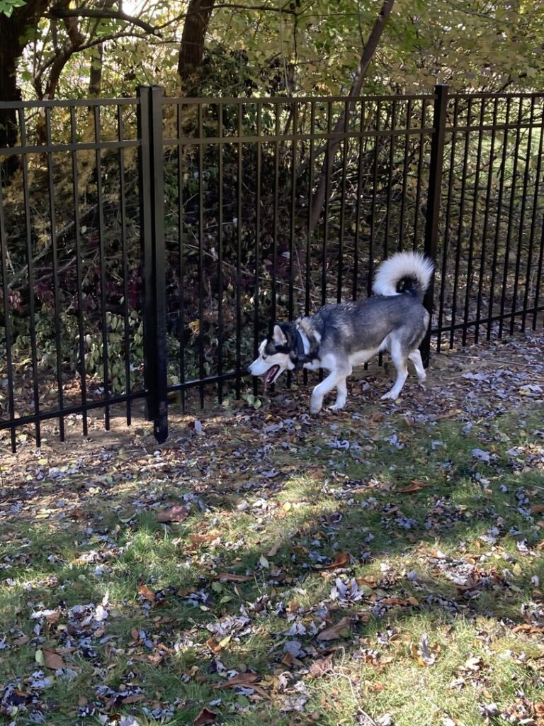 A black ornamental iron fence installed around a residential property by Cameron Fence Builders in Indianapolis, IN.