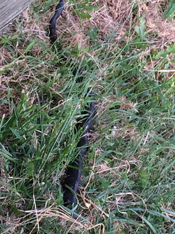 A black snake hidden in tall green grass, indicating a potential wildlife control job by Bed Bug and Pest Removal LLC in Baltimore, MD.
