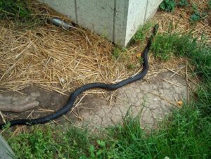 A black snake on the ground near a house, indicating a wildlife removal service by ZooPro Wildlife Removal in Virginia Beach, VA.