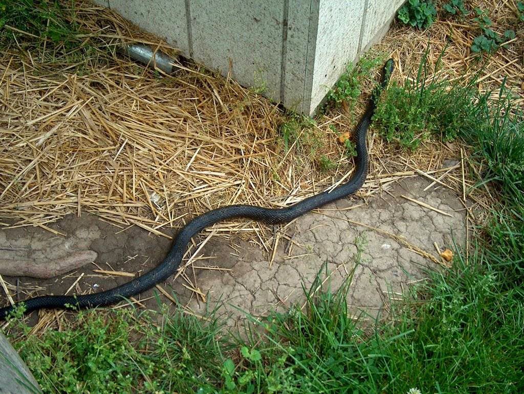 A black snake on the ground near a house, indicating a wildlife removal service by ZooPro Wildlife Removal in Virginia Beach, VA.