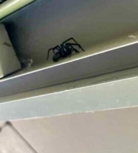 A black spider resting on a ledge, representing spider removal services offered by Bernard's Pest in Glendale, AZ.