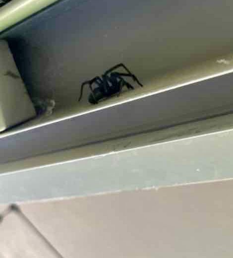 A black spider resting on a ledge, representing spider removal services offered by Bernard's Pest in Glendale, AZ.