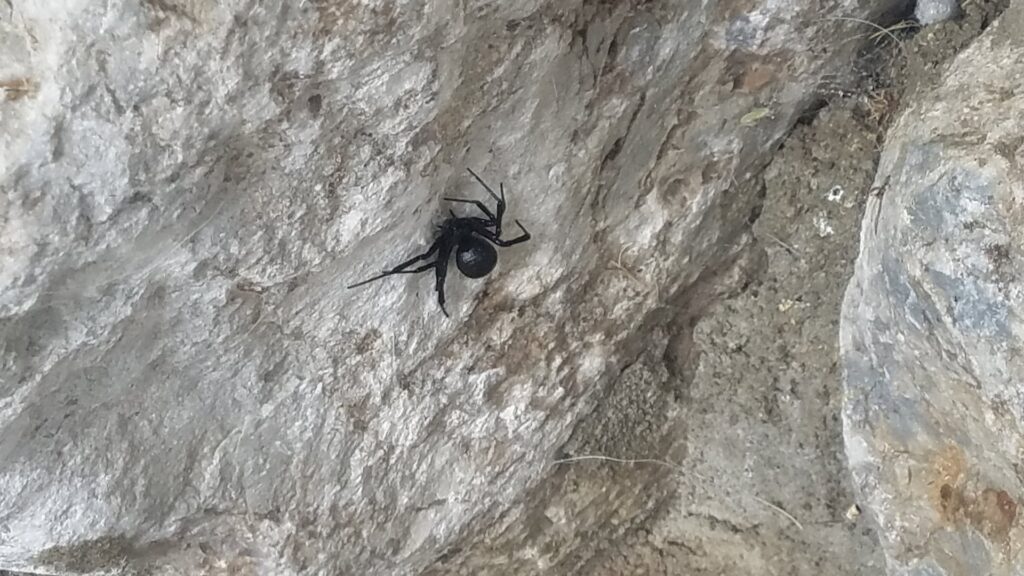 A black spider with a prominent abdomen resting on a light-colored rock, representing pests encountered by Mayday Pest Management in Tulsa, OK.