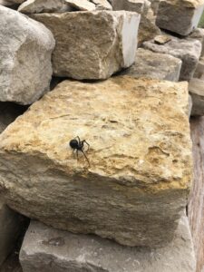 A black spider resting on a large rock, representing a pest control concern for Bug Busters LLC in Norman, OK.