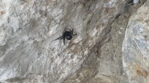 A black spider, possibly a black widow, on a light-colored rock, indicating a pest issue handled by Mayday Pest Management in Tulsa, OK.