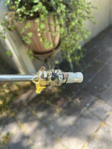 A black spider resting on a spray nozzle, indicating pest control work by Preferred Choice Pest Control in Surprise, AZ.