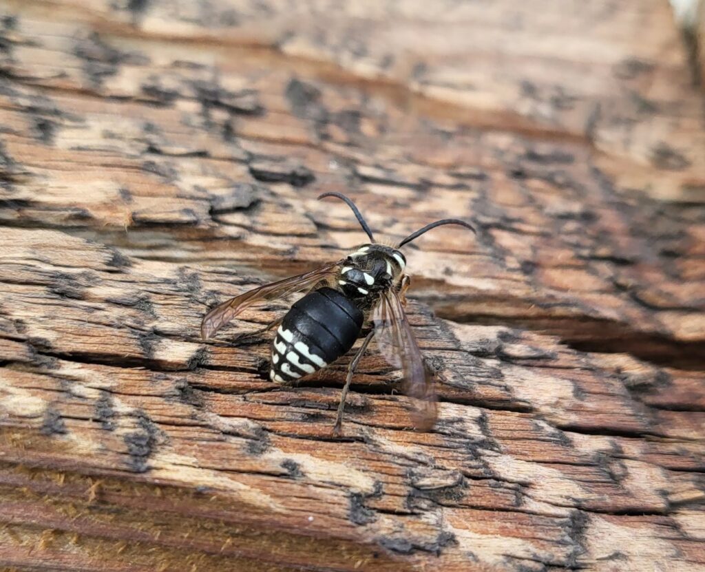 A close-up of a black and white wasp-like insect resting on a wooden surface, a pest that Spectrum Pest Control Eco-Tech LLC in Kenosha, WI can manage.