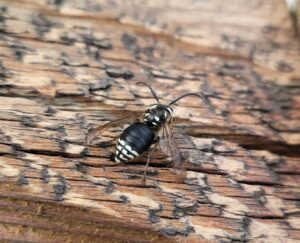 A close-up of a black and white wasp-like insect resting on a wooden surface, a pest that Spectrum Pest Control Eco-Tech LLC in Kenosha, WI can manage.