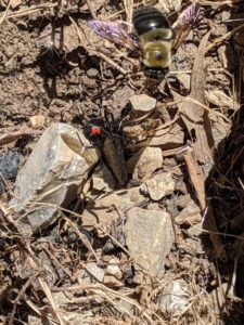 A black widow spider and a large bee on the ground, representing common pests handled by SafeWay Pest Control in Johnson City, TN.