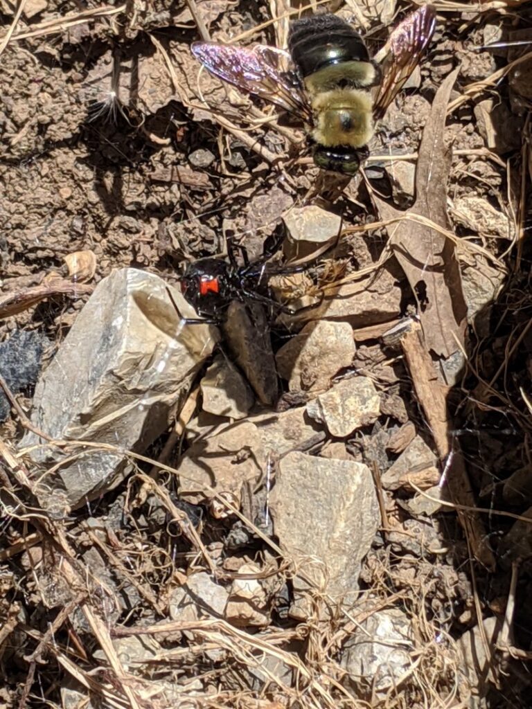 A black widow spider and a large bee on the ground, representing common pests handled by SafeWay Pest Control in Johnson City, TN.