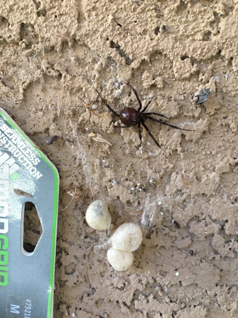 A black widow spider with multiple egg sacs on a textured wall, indicating a pest issue for Green Machine Pest Control in Mesa, AZ.