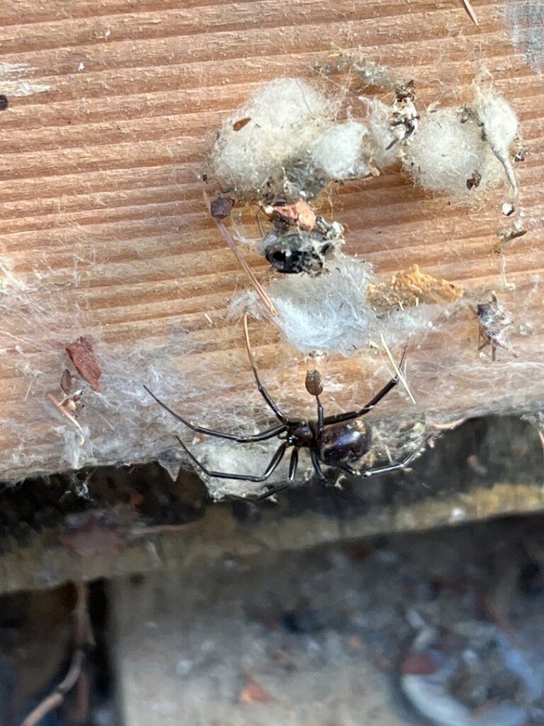 A close-up of a black widow spider with egg sacs and webs, indicating a pest control service by Rogue Valley Extermination & Pest Control in Medford, OR.