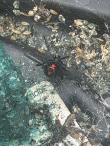 A black widow spider found inside a pest control bait station, indicating comprehensive pest management by Charm City Pest Control Solutions LLC in Baltimore, MD.