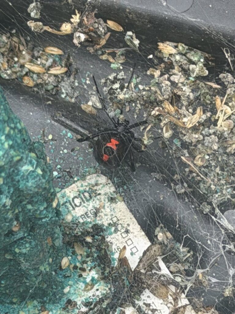 A black widow spider found inside a pest control bait station, indicating comprehensive pest management by Charm City Pest Control Solutions LLC in Baltimore, MD.