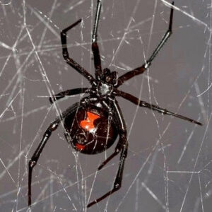 A black widow spider in its web, representing spider control services by Maximum Pest Management in Wichita, KS.
