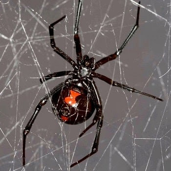 A black widow spider in its web, representing spider control services by Maximum Pest Management in Wichita, KS.