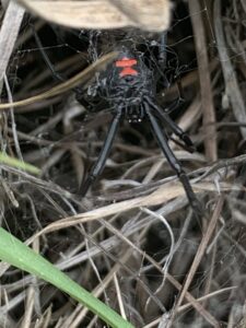 A close-up of a black widow spider in its web, indicating a pest issue addressed by Pinnacle Pest Solutions in Hilton Head Island, SC