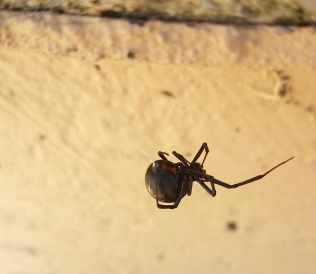 A black widow spider hanging in its web, a pest that Steadfast Pest Control in Queen Creek, AZ can remove.