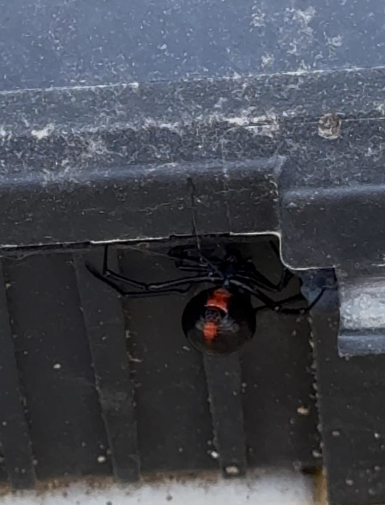 A black widow spider with a prominent red hourglass mark, indicating a pest issue addressed by Iron City Pest in Birmingham, AL.