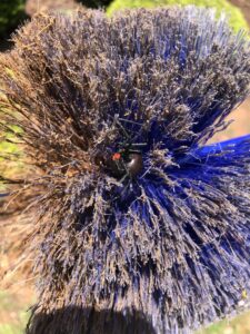 A black widow spider found on a broom, highlighting a pest issue for Pura Pest Control in Greenville, SC